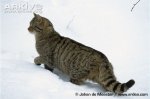 Wildcat-in-snow.jpg
