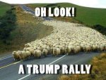 Trump sheeple rally.jpg