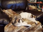 Cats on recliner.jpg