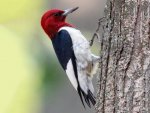 Read Headed Woodpecker.jpg