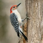 Red-bellied Woodpecker.jpg