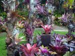 GO-Bromeliads-2201.jpg