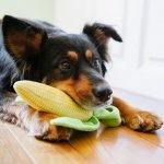 play-farm-fresh-dog-toy-corn-6684.jpg