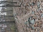 IMG_1418.jpg