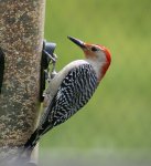 red bellied woodpecker.jpg