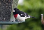 grosbeak6.jpg