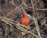 cardinal 12.9.22.jpg