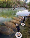 manatees on a preserve in Florida snacking on sweet potatoes.jpg