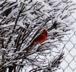 cardinal 1.20.23 small.jpg