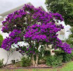 Tibouchina Alstonville.jpg