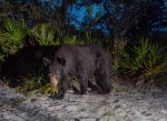 Florida black bear.jpg
