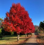 Acer rubrum “October Glory”. It’s often called a Lipstick tree..jpg