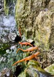 red efts.jpg