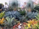 Bromeliad Yucca n Cycad.jpg