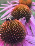 IMG_6521.jpeg