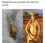 roos.jpg