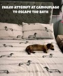 bath.jpg