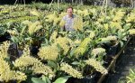 Dendrobium speciosum.jpg