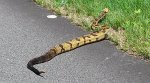 Timber Rattler - aka Canebreak Rattler, Blue Ridge Parkway, NC.jpg