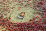 Fishing brown bears of Katmai National Park, Alaska.jpg