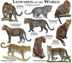 Leopards.jpg