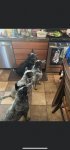 When you have 4 blue Heelers at your house during a birthday party and your not sure whos comm...jpg