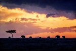 elephants.jpg