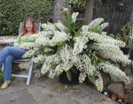 Dendrobium speciosum.jpg