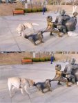 dogtail.jpg