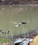 IMG_1884.jpeg