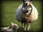 in-sheep.gif