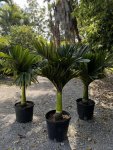 â€˜Dwarfâ€™ Areca Catechu.jpg