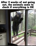 a bear.jpeg