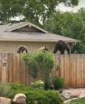 bears.jpg