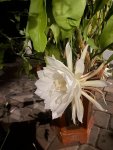 IMG_3003.JPEG