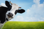 cow.png