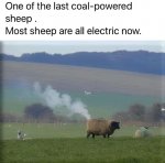 sheep.jpg sheep.jpg