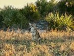 Yote.jpg