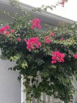 IMG_3776 (2).JPEG