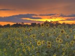 IMG_2268.jpeg