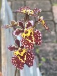 IMG_4402.JPEG