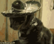cat-mexican.gif cat-mexican.gif