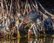 Green Heron.jpg