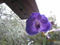 IMG_4923.JPG