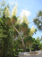 IMG_5445.JPG