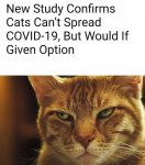 Cat-covid spread.pg.jpg