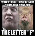 pig.jpg